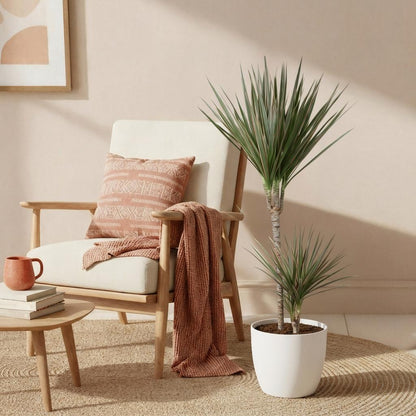 Plantes d'intérieur - Dracaena Marginata Bicolor - Arbre à dragon - Peu d'entretien - Vert - marron - 1 Plante - avec Potter Blanc - Pot 21cm - Hauteur 90-100cm
