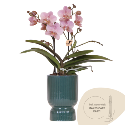 Orchidée Phalaenopsis rose ancien avec cache-pot Diabolo vert