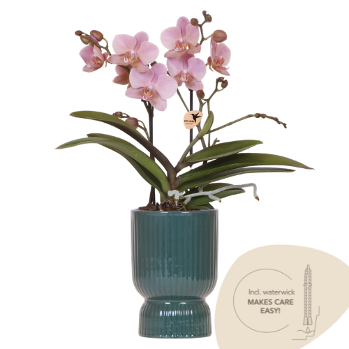 Orchidée Phalaenopsis 'Treviso' rose ancien (Phalaenopsis) - Pot 9 cm