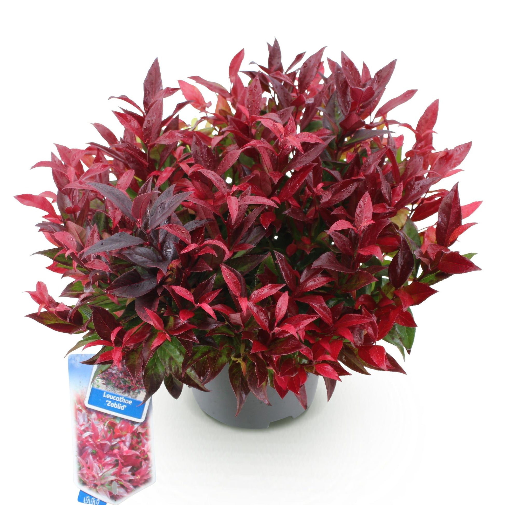 Leucothoe Zeblid. Un plant de Leucothoe Zeblid aux feuilles rouges et vertes, présenté dans un pot sombre sur fond blanc.