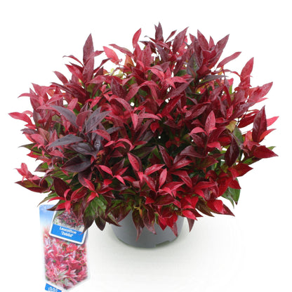 Leucothoe Zeblid. Un plant de Leucothoe Zeblid aux feuilles rouges et vertes, présenté dans un pot sombre sur fond blanc.