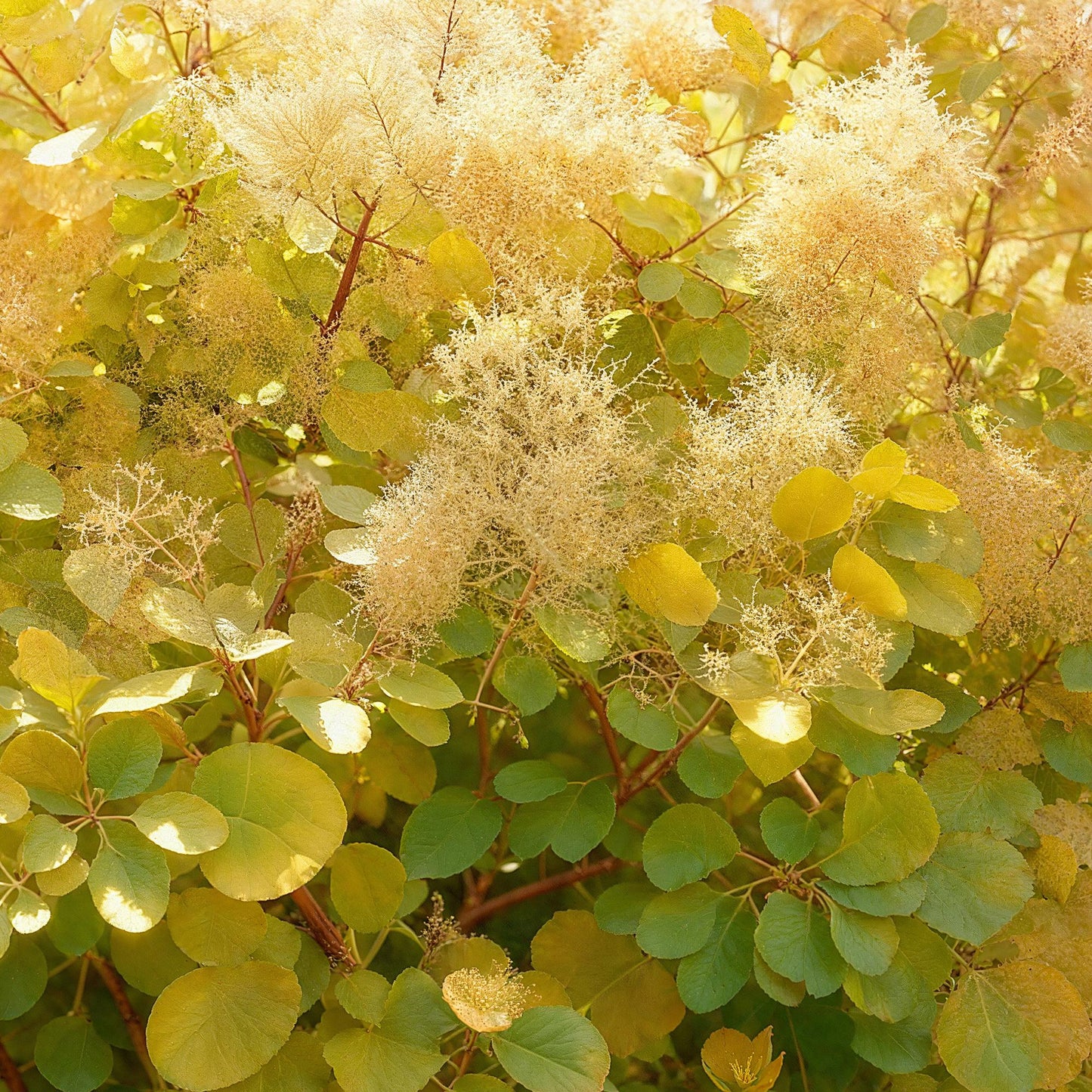 Cotinus coggyria Golden Spirit : Gros plan sur les feuilles rondes jaune-vert et les inflorescences vaporeuses beige, caractéristiques de l'