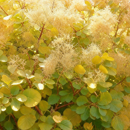 Cotinus coggyria Golden Spirit : Gros plan sur les feuilles rondes jaune-vert et les inflorescences vaporeuses beige, caractéristiques de l'
