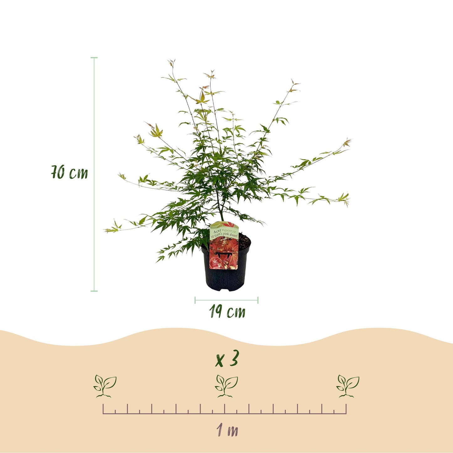 Érable japonais Acer palmatum Pink Dwarf. Infographie avec le plant en pot, indiquant une hauteur de 70 cm et un pot de 19 cm. Schéma de pla