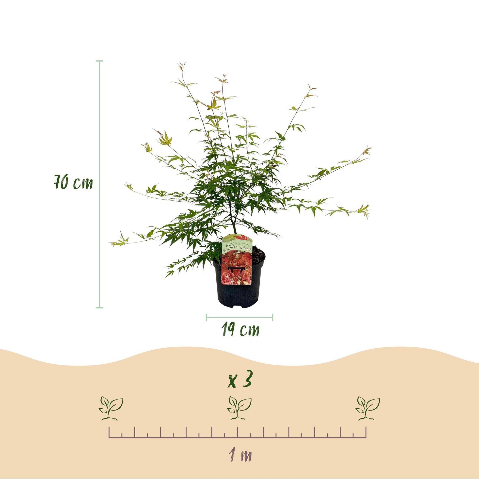 Érable japonais Acer palmatum Pink Dwarf. Infographie avec le plant en pot, indiquant une hauteur de 70 cm et un pot de 19 cm. Schéma de pla