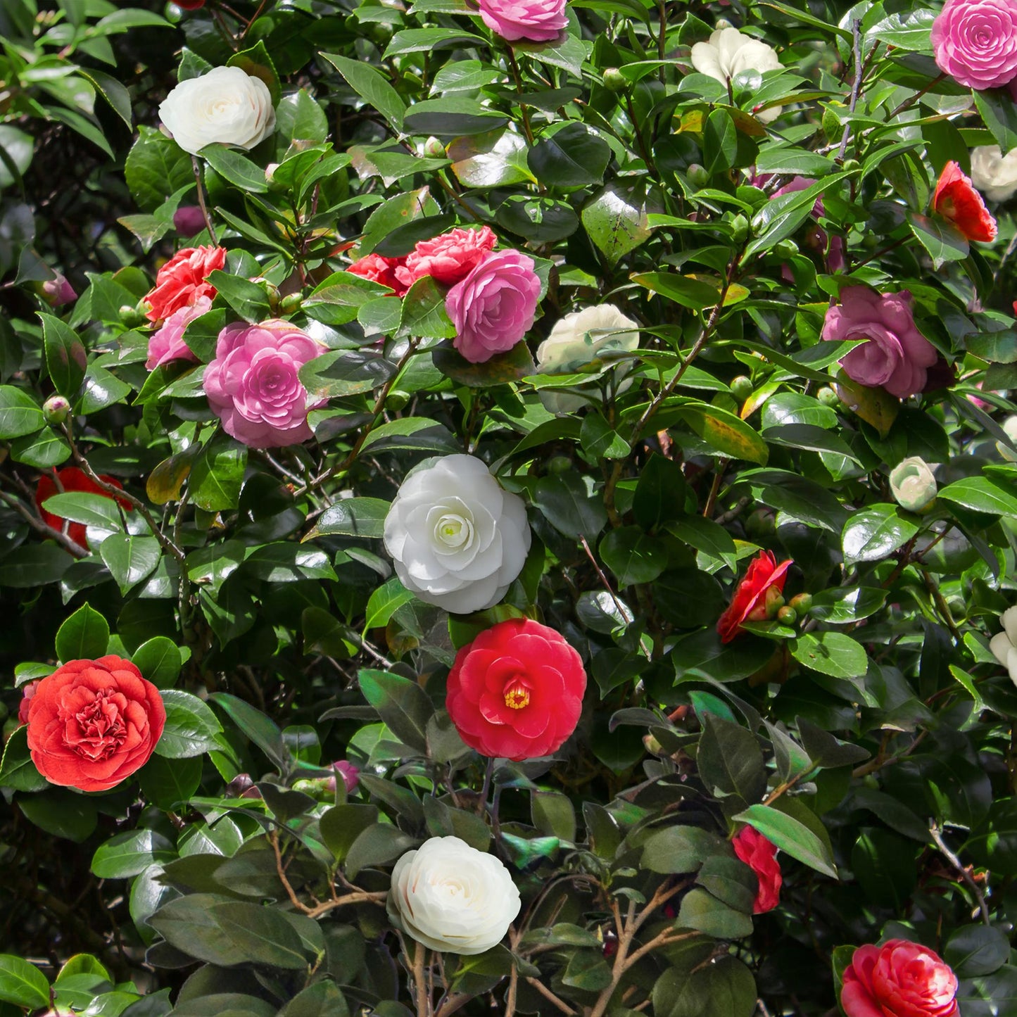 Camélia japonica Tricolour. Gros plan sur des fleurs de camélia aux couleurs variées : rouge, blanc et rose fuchsia, entourées de feuilles v