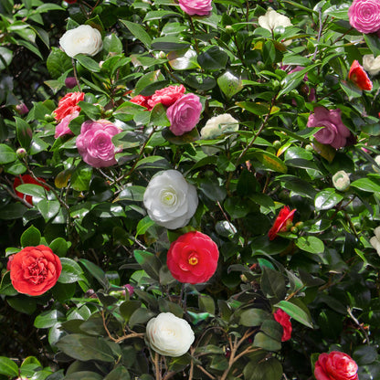 Camélia japonica Tricolour. Gros plan sur des fleurs de camélia aux couleurs variées : rouge, blanc et rose fuchsia, entourées de feuilles v
