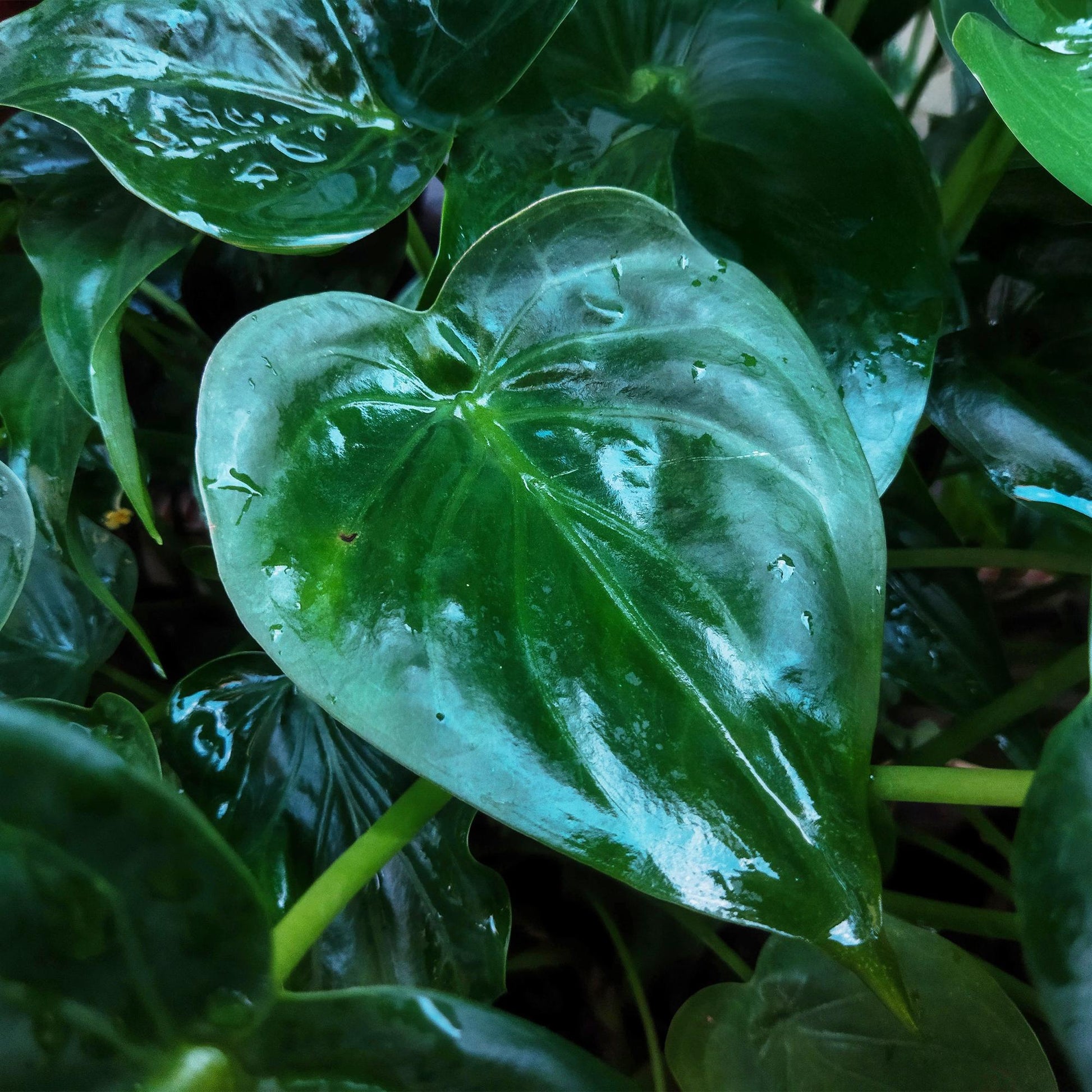Plantes d'intérieur - Alocasia Cucullata - Main de Bouddha - Peu d'entretien - avec panier - Vert - 1 Plante - Pot 17cm - Hauteur 60-65cm