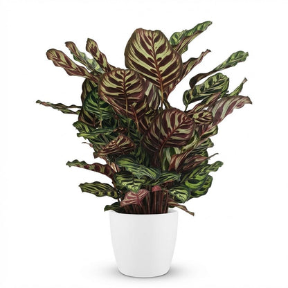 Calathea Makoyana plante paon d'intérieur en pot de 19cm, feuillage graphique vert et bordeaux, hauteur 70cm