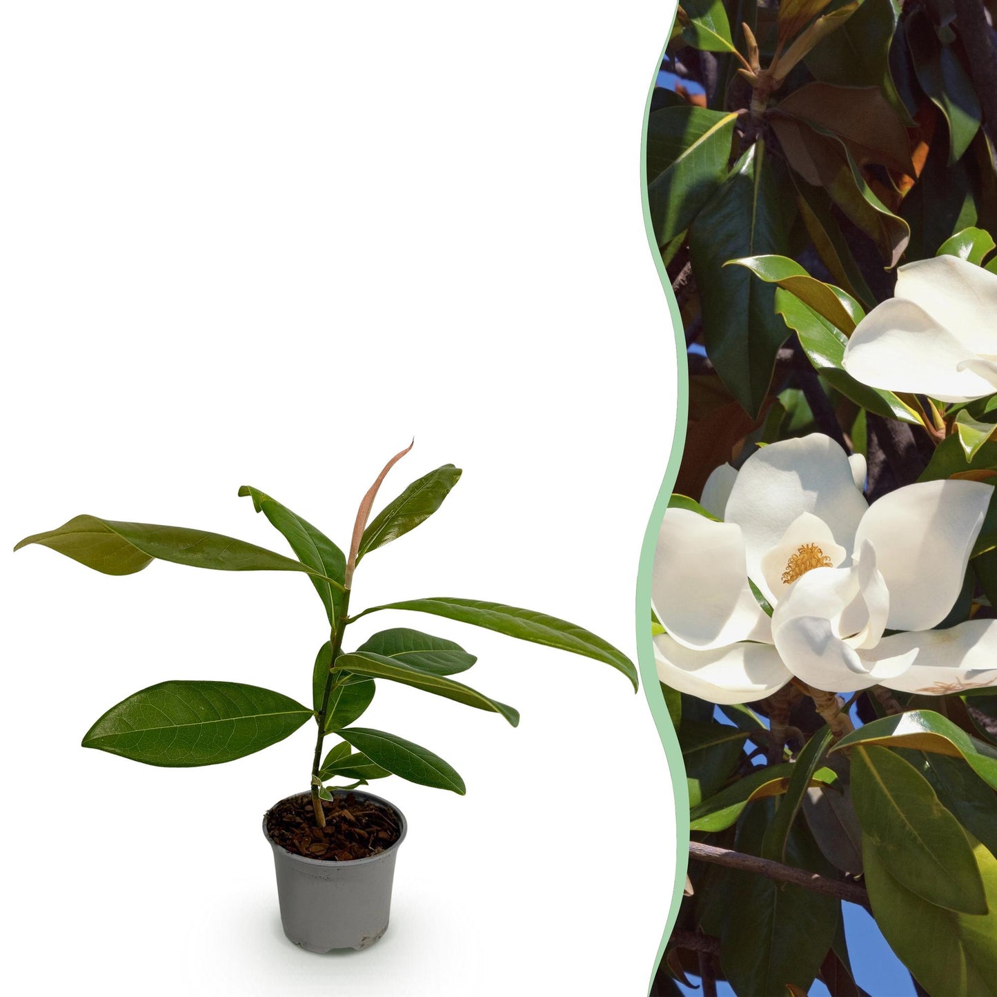 Magnolia grandiflora : jeune plant en pot sur fond blanc à gauche et fleur blanche épanouie avec feuillage vert foncé à droite.