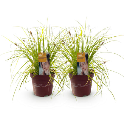 Carex oshimensis Everillo jaune : deux plants en pots bruns avec étiquettes sur fond blanc, prêts à être plantés dans votre jardin.