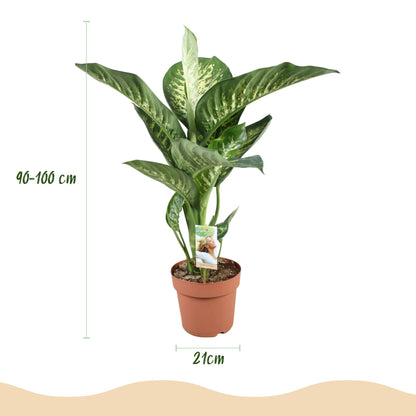 Plantes d'intérieur - Diefenbachia Tropic Snow - Dieffenbachia - Peu d'entretien - avec Pot Gris - Panaché - 1 Plante - avec Pot Gris - Pot 21cm - Hauteur 90-100cm