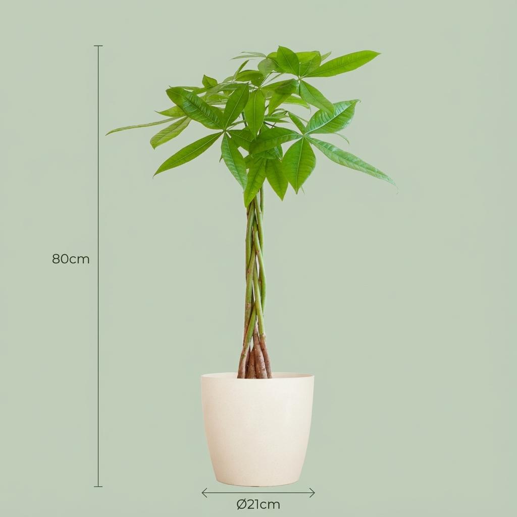 Pachira Aquatica avec Potter blanc - 80cm - Ø21
