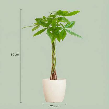 Pachira Aquatica avec Potter blanc - 80cm - Ø21