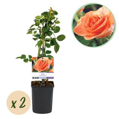 Rosa grimpante 'Orange Climber', un plant en pot avec une étiquette indiquant la couleur de la fleur et une bulle en bas 'x 2' pour la quant