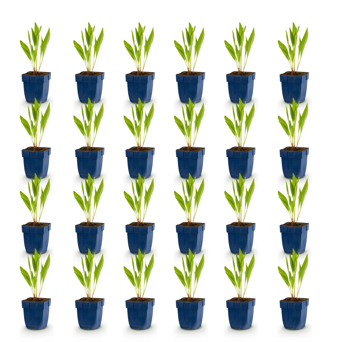 Échinacée jaune - lot de 24 plants en pot de 11 cm