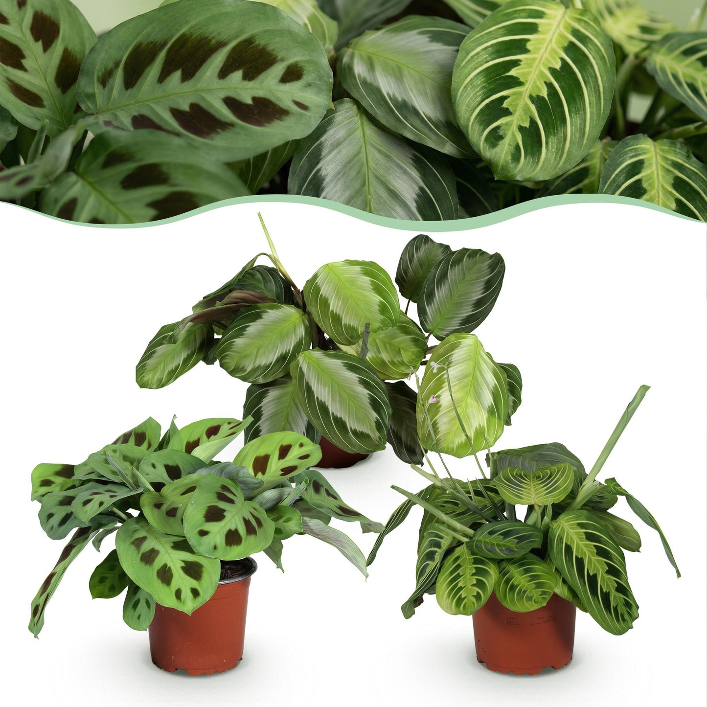 Plante d'intérieur - Marantha Silverband, Marantha Lemon Lime Marantha Kerchoveana - Plante à prière - Plante amie des animaux - Vert - 3 Plantes - Pot 12cm - Hauteur 25cm