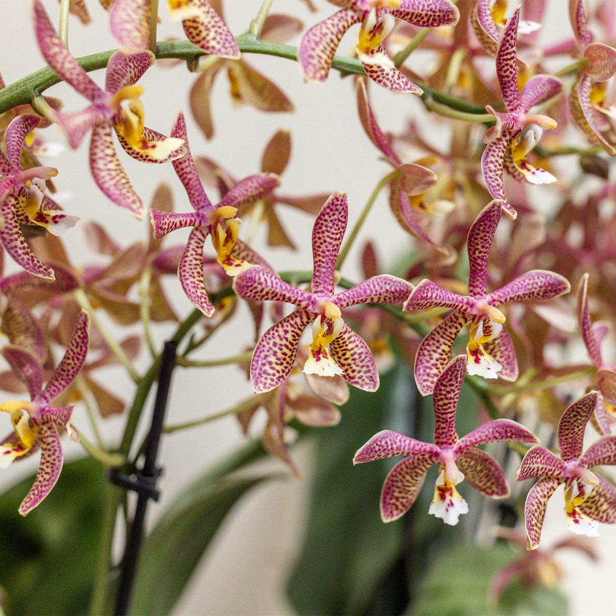 Orchidée Phalaenopsis orange en pot