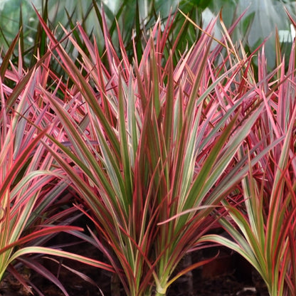 Plantes d'intérieur - Dracaena Magenta - Arbre à sang de dragon - Peu d'entretien - avec panier - Rouge - 1 Plante - Pot 21cm - Hauteur 90-100cm
