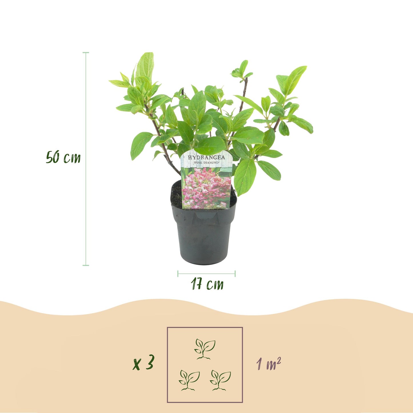 Hortensia 'Pink Diamond', en pot de 17cm et 50cm de hauteur. Une infographie suggère la plantation de 3 plants par mètre carré.
