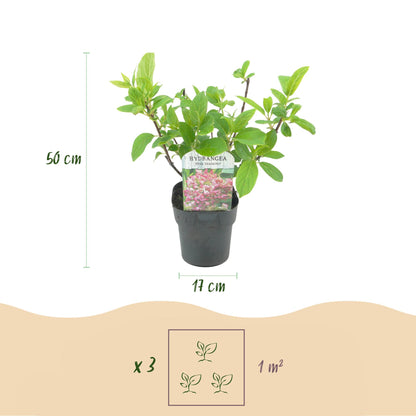 Hortensia 'Pink Diamond', en pot de 17cm et 50cm de hauteur. Une infographie suggère la plantation de 3 plants par mètre carré.