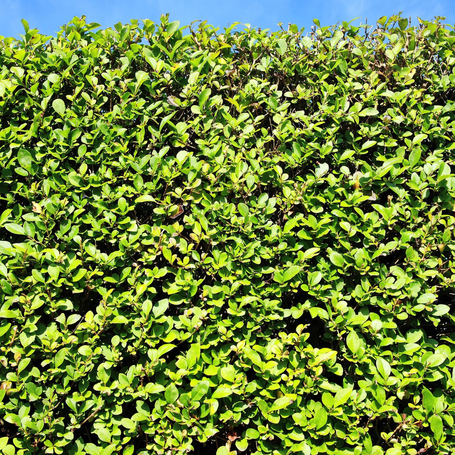 Ligustrum ovalifolium: une haie persistante et dense aux feuilles vertes, sous un ciel bleu clair, créant une clôture naturelle et esthétiqu