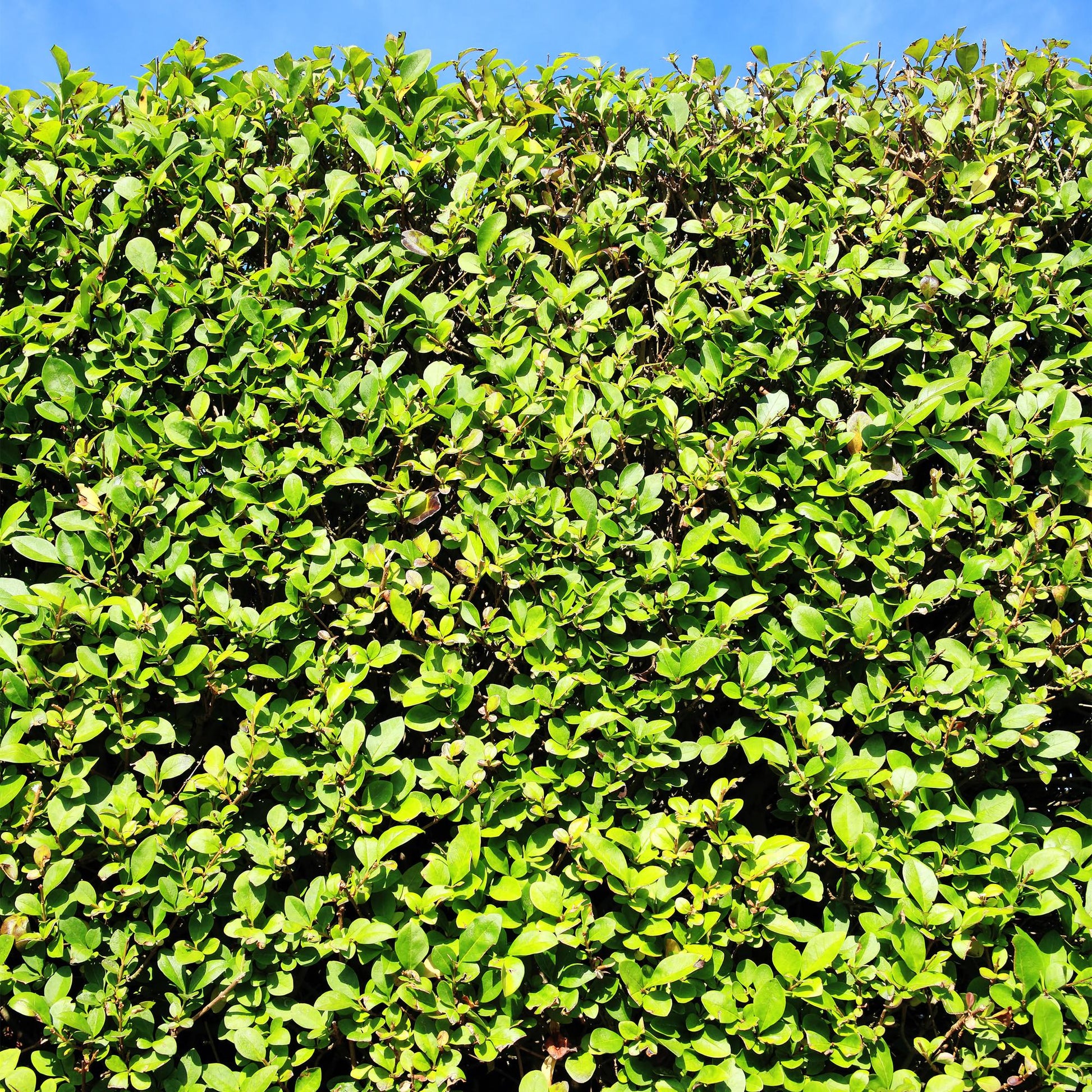Ligustrum ovalifolium: une haie persistante et dense aux feuilles vertes, sous un ciel bleu clair, créant une clôture naturelle et esthétiqu