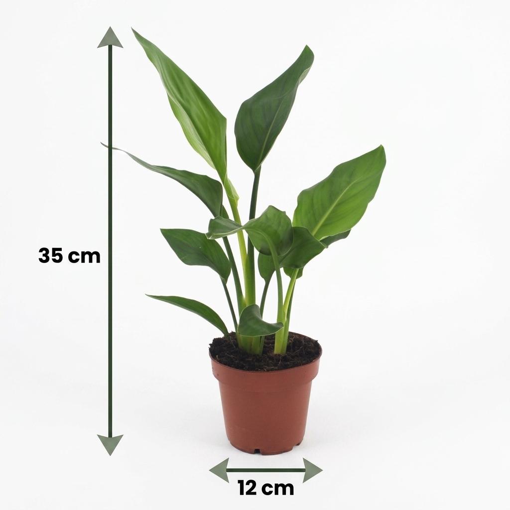 Jeune Strelitzia Reginea, également appelé Oiseau de paradis, avec de belles feuilles vertes intenses dans son pot de 12cm