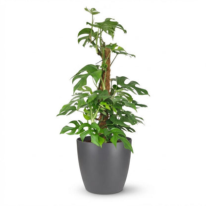 Plante d'intérieur - Mini Monstera - Monstera Minima sur tuteur - Vert - Peu d'entretien - 1 Plante - avec Pot Gris - Pot 19cm - Hauteur 90cm