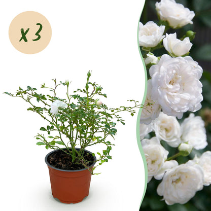 Rosier de Jardin 'Rosa White Fairy', lot de 3 plants en pot de 12cm. Rosier miniature avec une abondance de petites fleurs blanches.