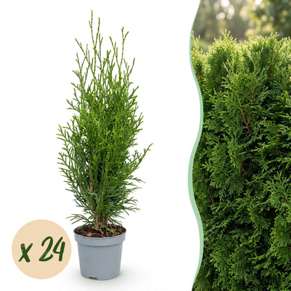 Thuja occidentalis Smaragd en pot, à gauche, avec une bulle 'x 24' et, à droite, un gros plan d'une haie dense.