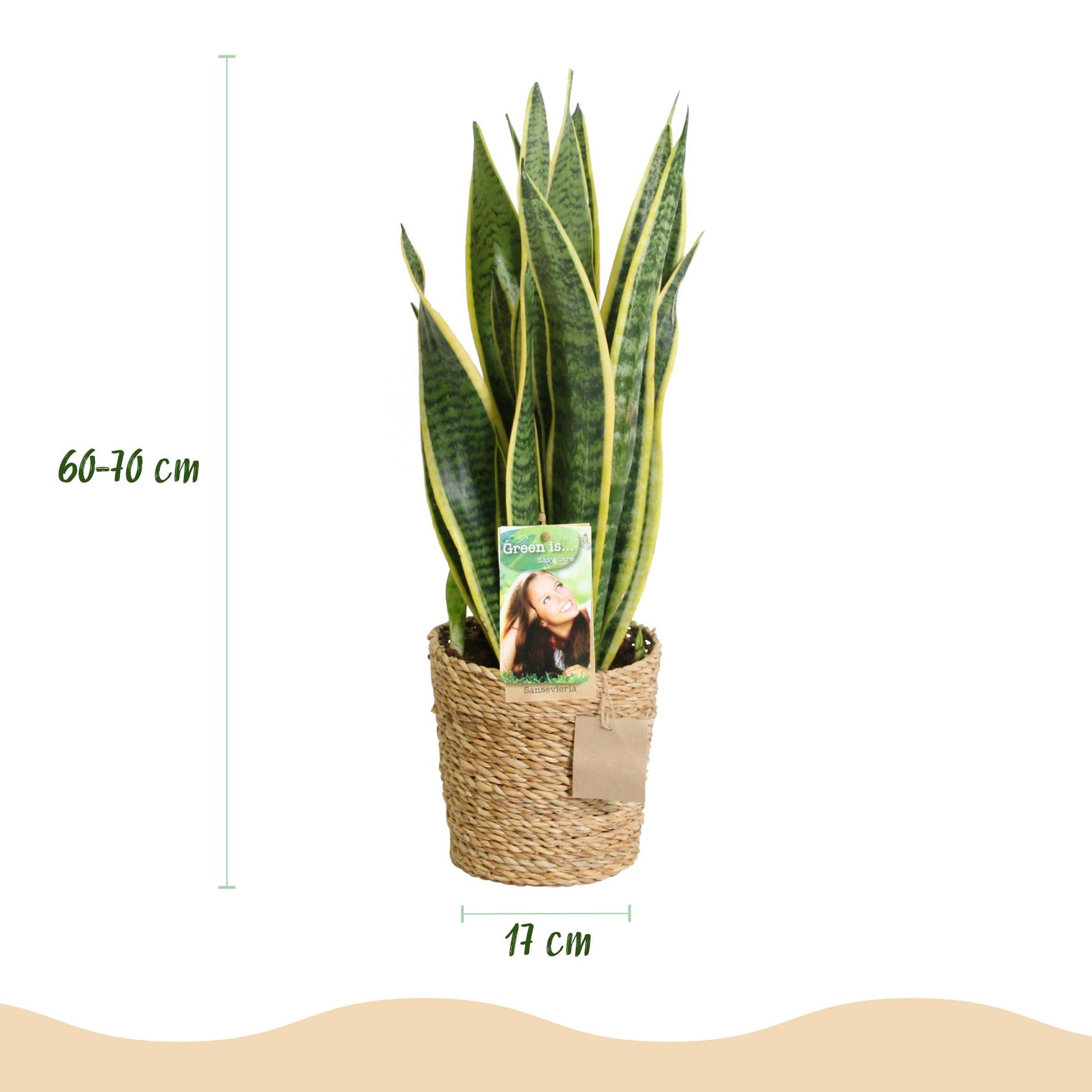 Plantes d'intérieur - Sansevieria Laurentii - Langue de belle-mère - Peu d'entretien - avec panier - Vert - jaune - 1 Plante - Pot 17cm - Hauteur 60-70cm