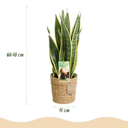 Plantes d'intérieur - Sansevieria Laurentii - Langue de belle-mère - Peu d'entretien - avec panier - Vert - jaune - 1 Plante - Pot 17cm - Hauteur 60-70cm