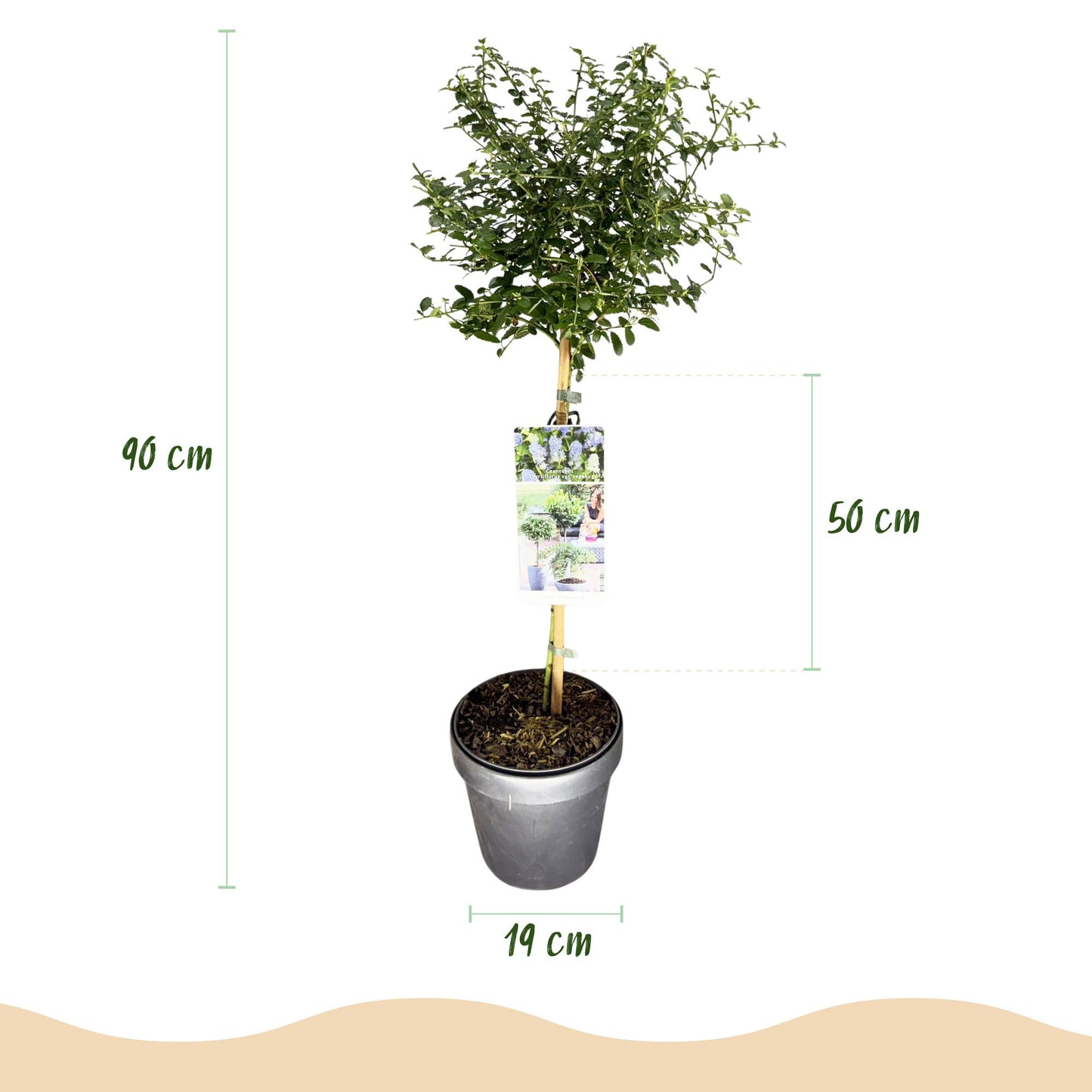 Ceanothus thyrsiflorus Repens, un plant en pot sur fond blanc, avec des annotations indiquant sa hauteur totale de 90 cm et le diamètre de s