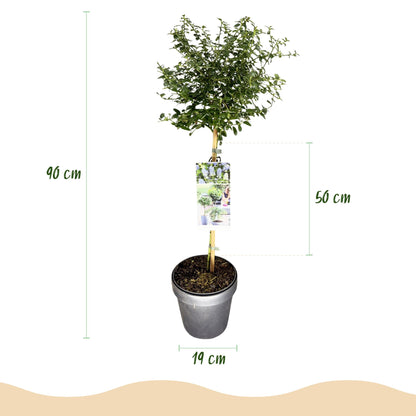 Ceanothus thyrsiflorus Repens, un plant en pot sur fond blanc, avec des annotations indiquant sa hauteur totale de 90 cm et le diamètre de s