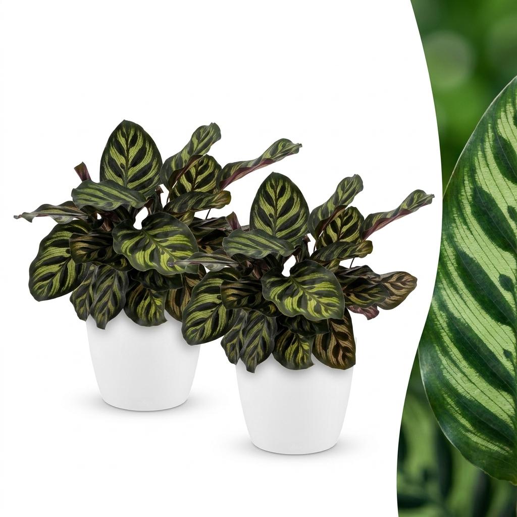 Deux magnifiques Calathea Makoyana avec leur feuillage vert foncé aux motifs vert clair et revers pourpres, présentés dans des cache-pots