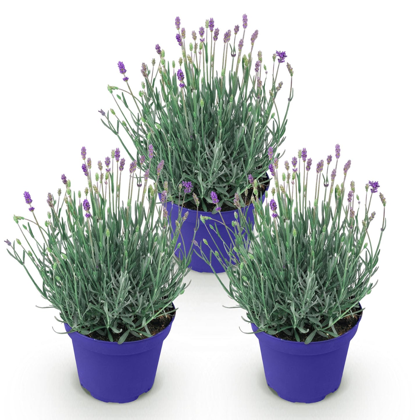 Lavande angustifolia Hidcote en pot de 12cm, lot de trois jeunes plants aux fleurs violettes sur fond blanc.