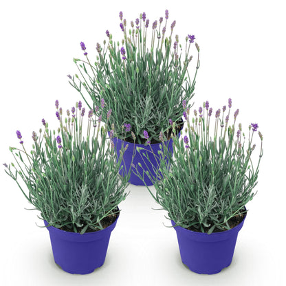 Lavande angustifolia Hidcote en pot de 12cm, lot de trois jeunes plants aux fleurs violettes sur fond blanc.