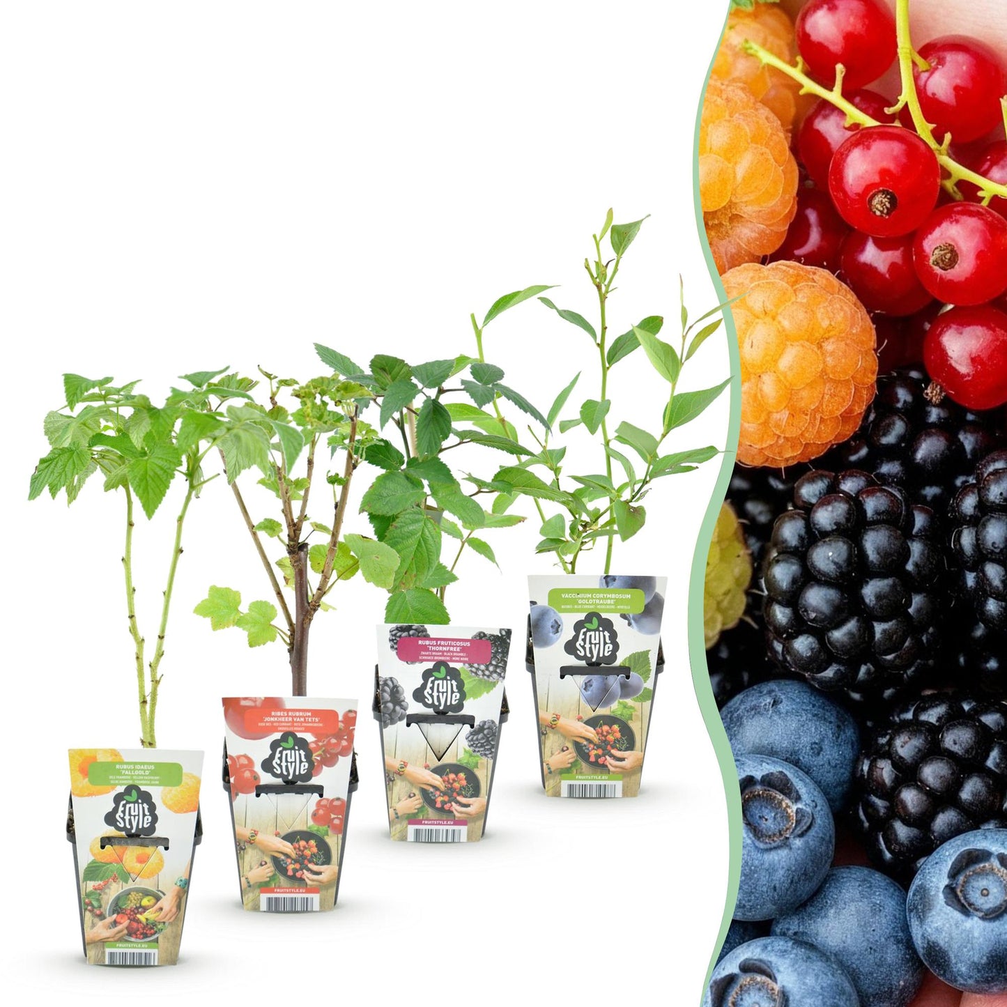 Groseille, Framboise Jaune, Mûre et Myrtille : les 4 plants GreenboutiQ en pot sur fond blanc, avec un aperçu des fruits colorés.