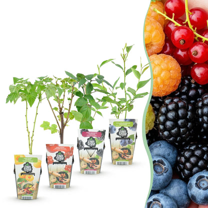 Groseille, Framboise Jaune, Mûre et Myrtille : les 4 plants GreenboutiQ en pot sur fond blanc, avec un aperçu des fruits colorés.