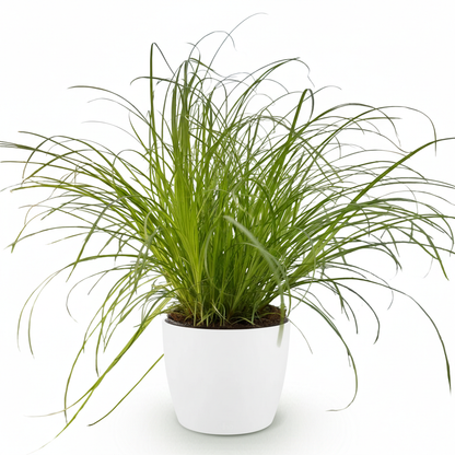 Plante d'intérieur - Cyperus alternifolius Zumula - Plante à chats - Plante amicale pour les animaux - Vert - 1 Plante - avec Potter Blanc - Pot 12cm - Hauteur 20cm