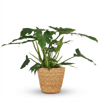 Plante d'intérieur - Philodendron - Philodendron Lacerum - Vert - Entretien facile - 1 Plante - avec Panier - Pot 19cm - Hauteur 65cm