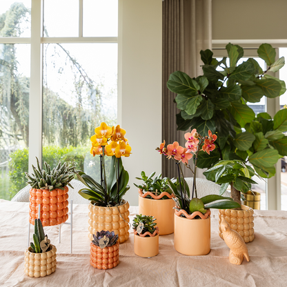 Orchidée Phalaenopsis 'Las Vegas' orange et jaune + cache-pot Poppy pêche - Pot 12 cm