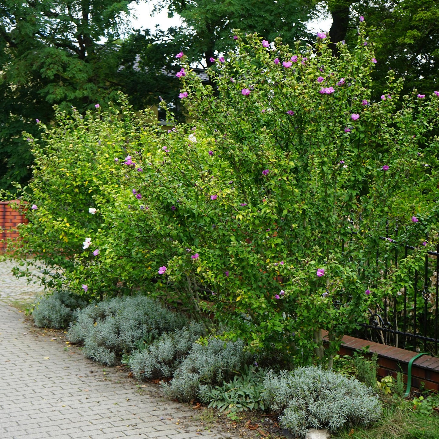 Hibiscus syriacus Woodbridge en fleurs roses, planté en haie le long d'une allée, avec des arbustes plus petits en premier plan.