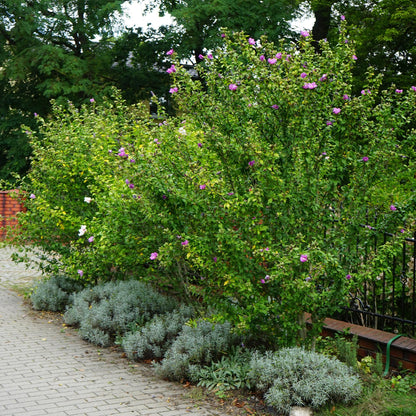 Hibiscus syriacus Woodbridge en fleurs roses, planté en haie le long d'une allée, avec des arbustes plus petits en premier plan.