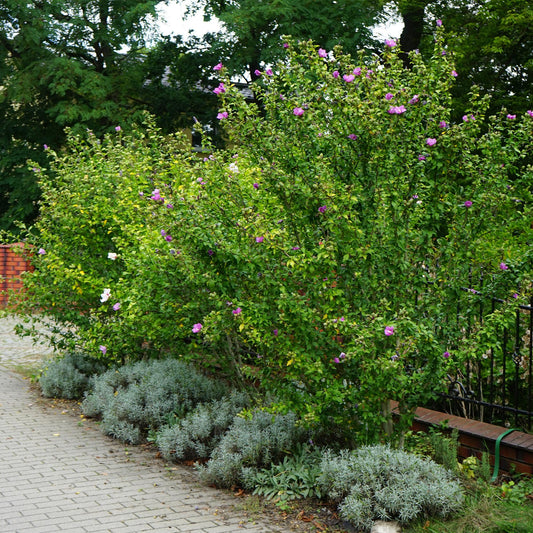 Hibiscus syriacus Woodbridge en fleurs roses, planté en haie le long d'une allée, avec des arbustes plus petits en premier plan.