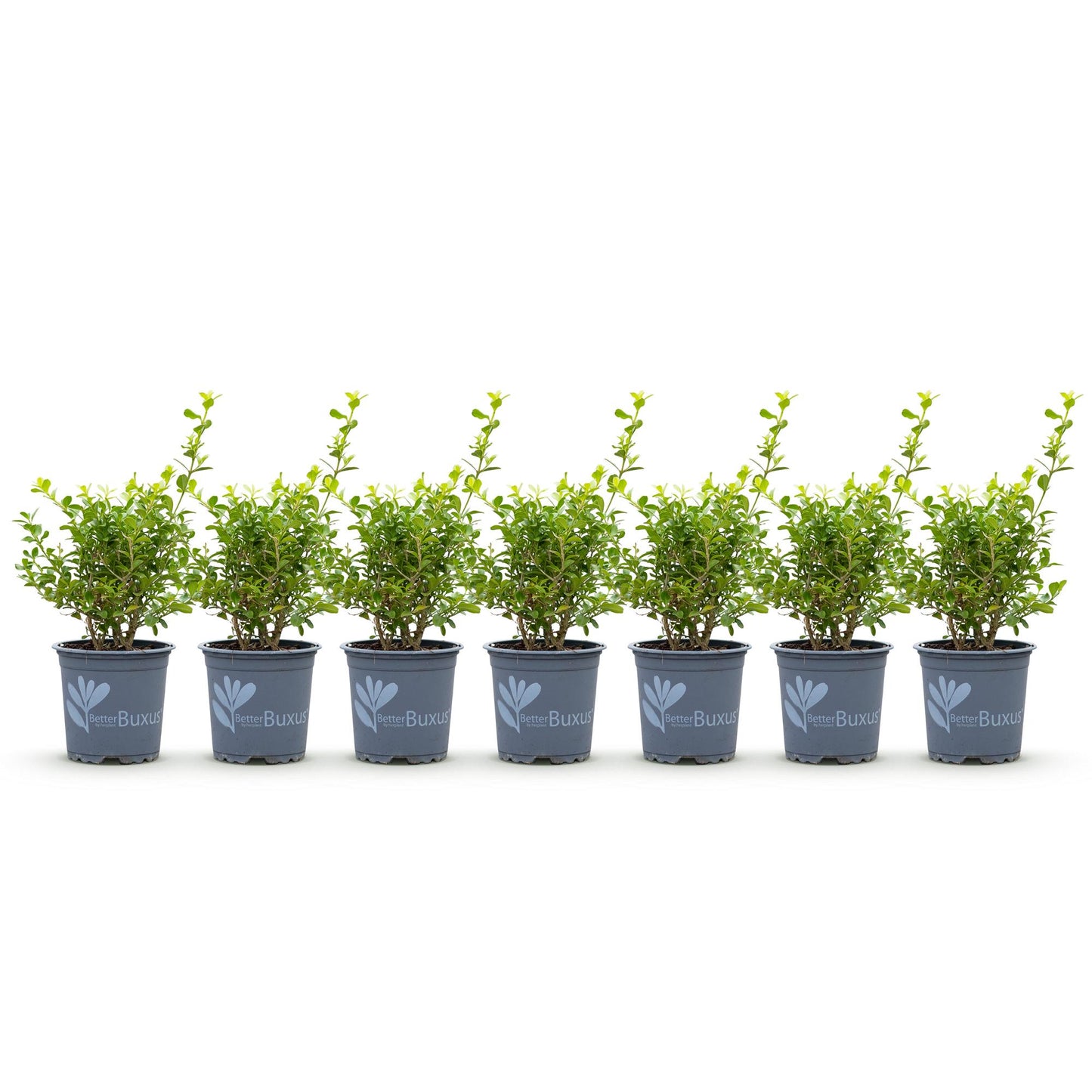 Buxus BetterBuxus Babylon Beauty : 7 plants en pot pour haie, disposés en ligne sur fond blanc, idéals pour 1 mètre linéaire.