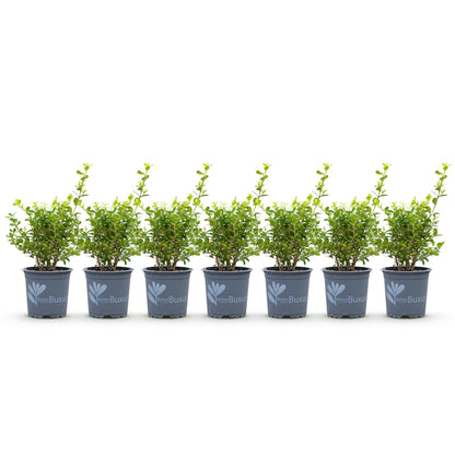 Buxus BetterBuxus Babylon Beauty : 7 plants en pot pour haie, disposés en ligne sur fond blanc, idéals pour 1 mètre linéaire.
