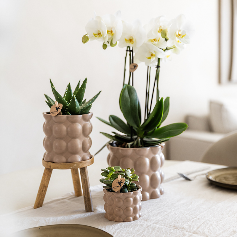 Orchidée Phalaenopsis blanche en pot