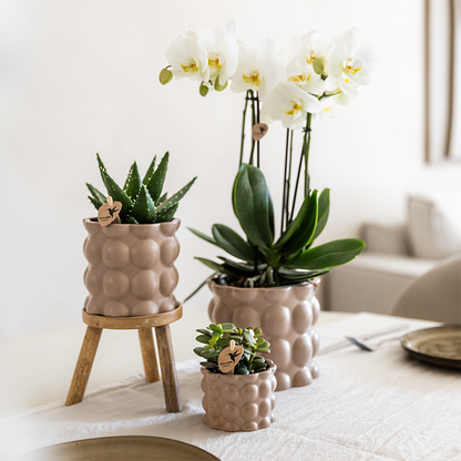 Orchidée Phalaenopsis blanche en pot